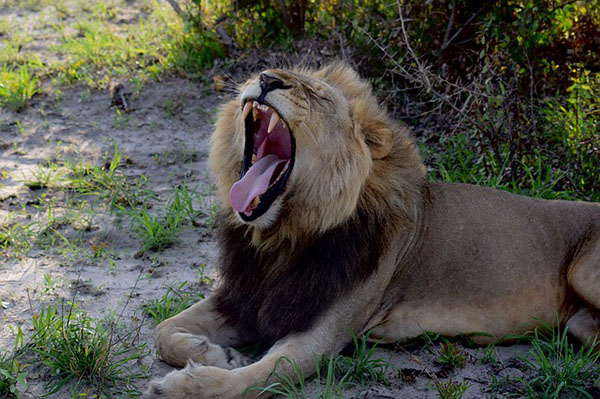 lion yawning