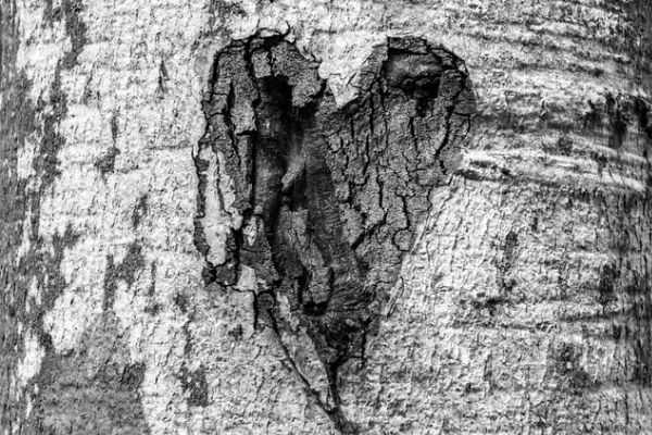 Heart shape carved into tree trunk, black and white.